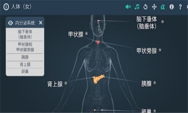 人体系统女性3D软件